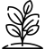 plant (1)